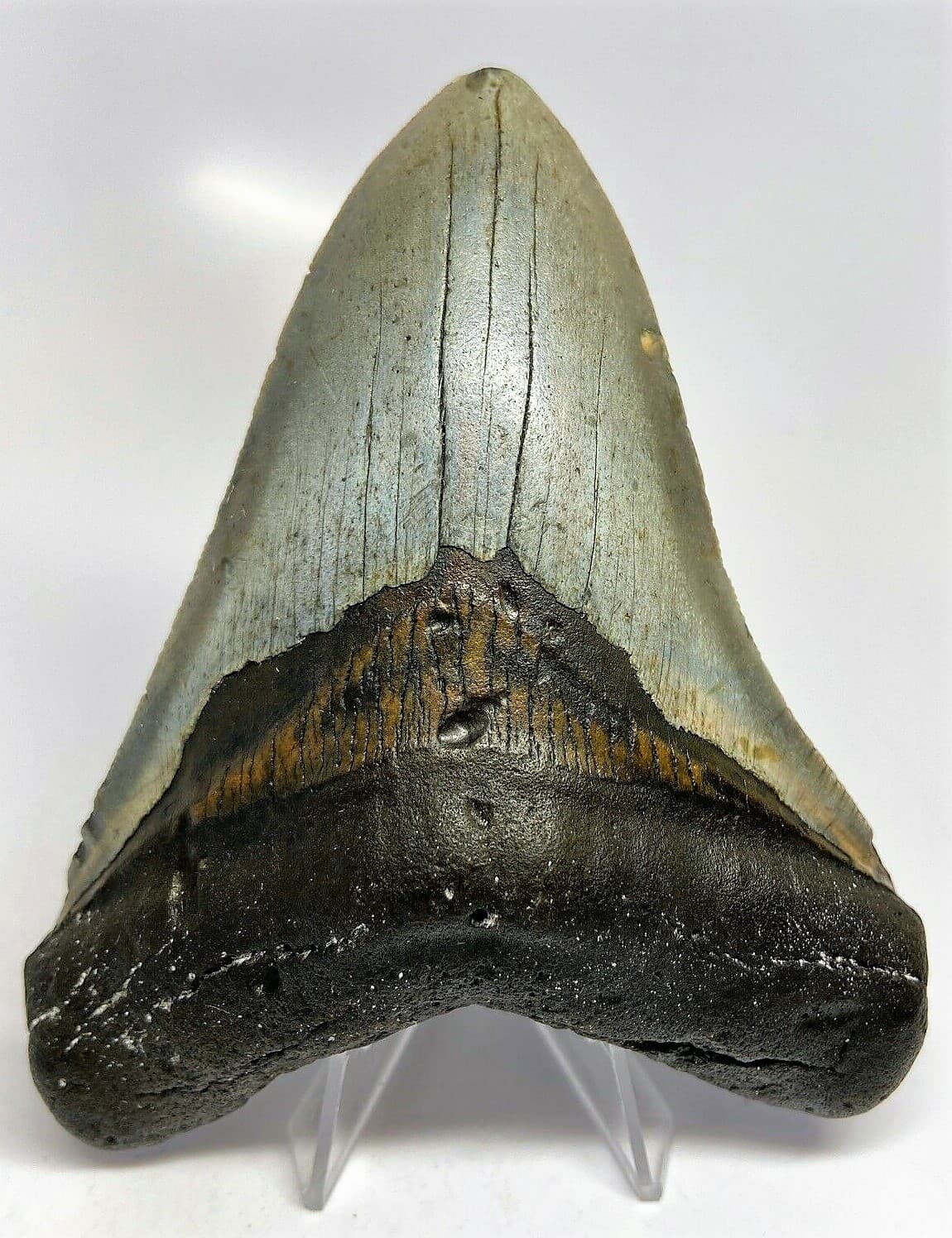 5 INCH REAL MEGALODON SHARK TOOTH BIG FOSSIL GIANT GENUINE PREHISTORIC MEG TEETH 2