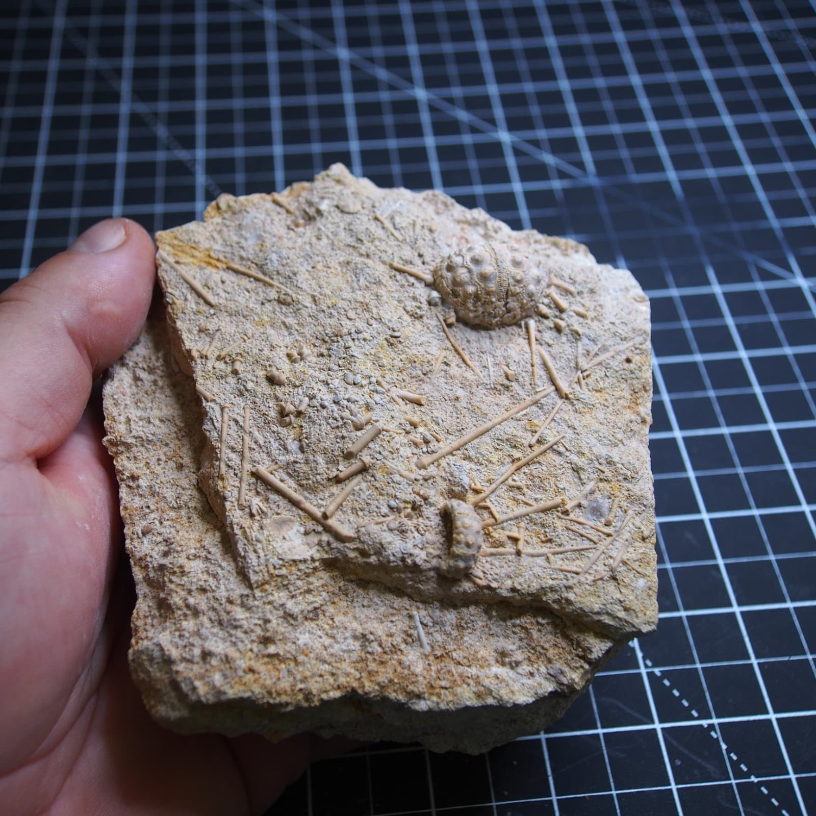 0.9kg Sea urchin Acrosalenia hemicidaroides Crinoid France Jurassic Fossil 5