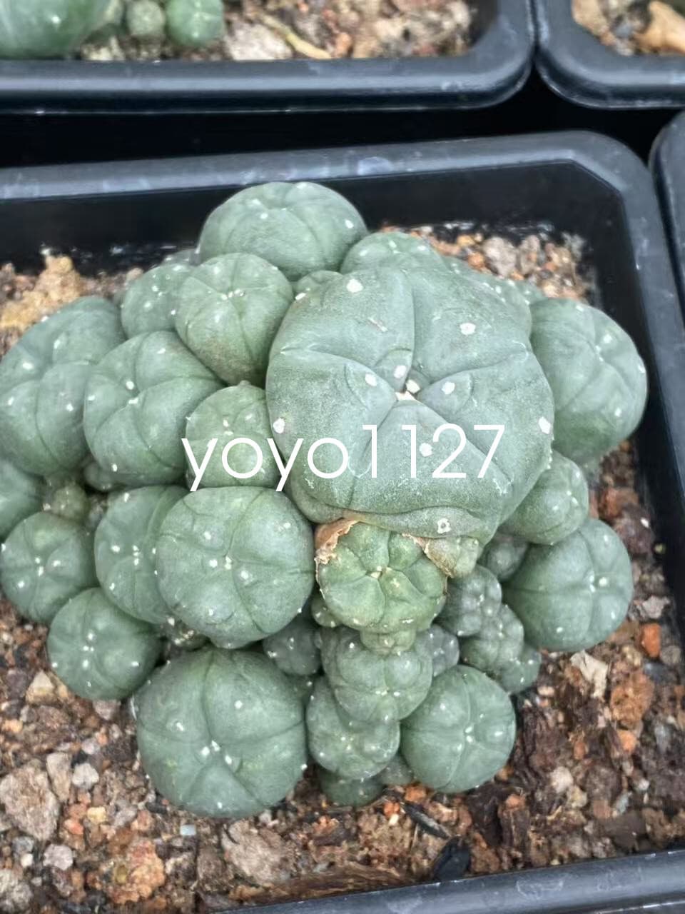 10-12cm Multi headed Cactus RareSucculent Plant Family Garden plants 2