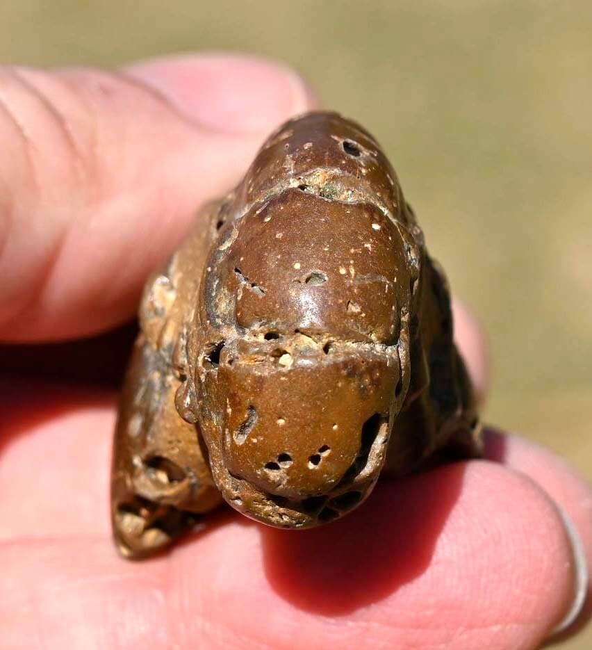 Thalassina anomala, Fossil Lobster, Gunn Point, Australia #2 6