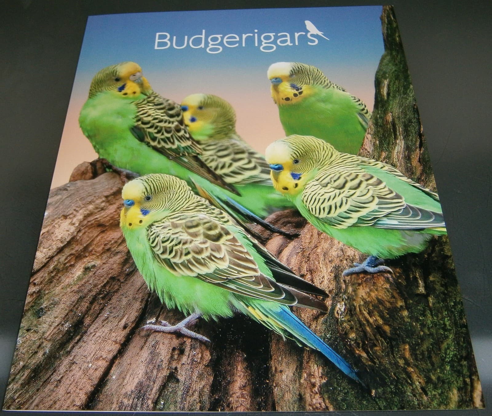 Australia 2022 Budgerigars minisheet collection - #082/120