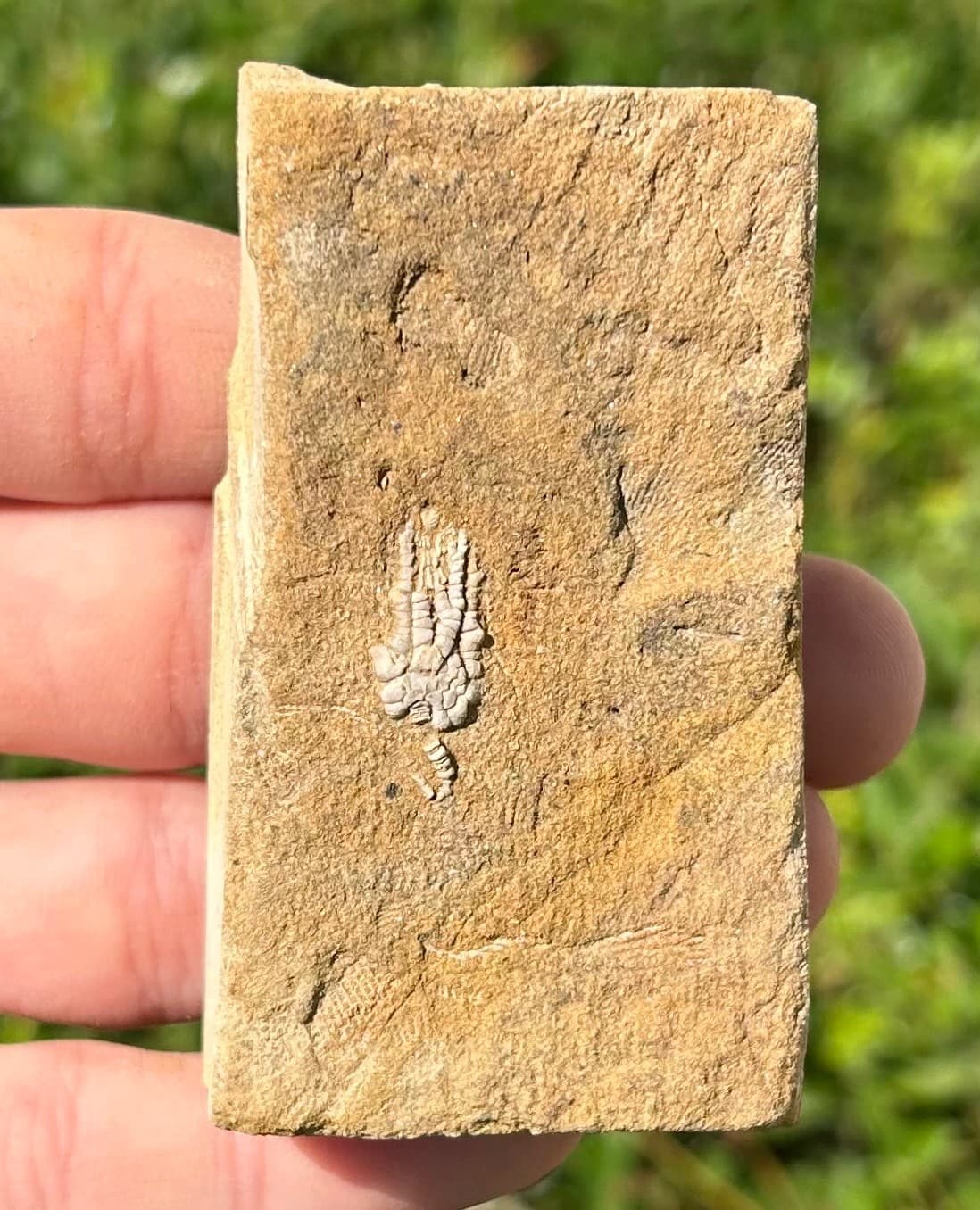 Rare Fossil Crinoid in Matrix Pachylocrinus Alabama Bangor Limestone Formation 3