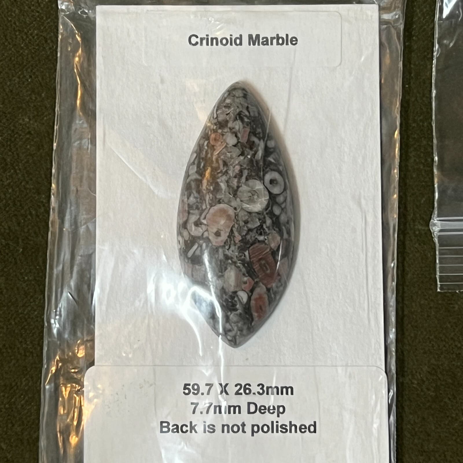 Crinoid Marble Fossil, Chalcopyrite & Crinoids 3
