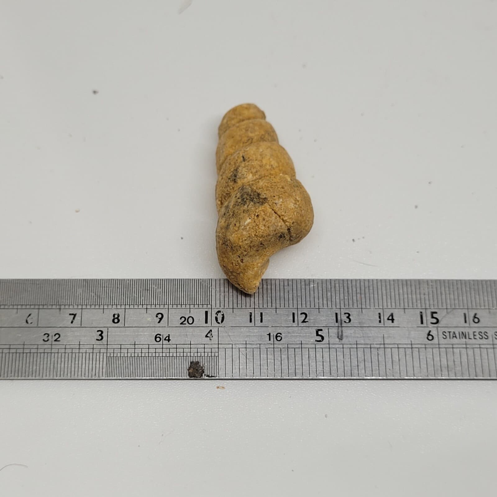 27 gr Indonesia NATURAL Rough Gastropod SeaShell Mollusca Fossil Specimen 12-124 6