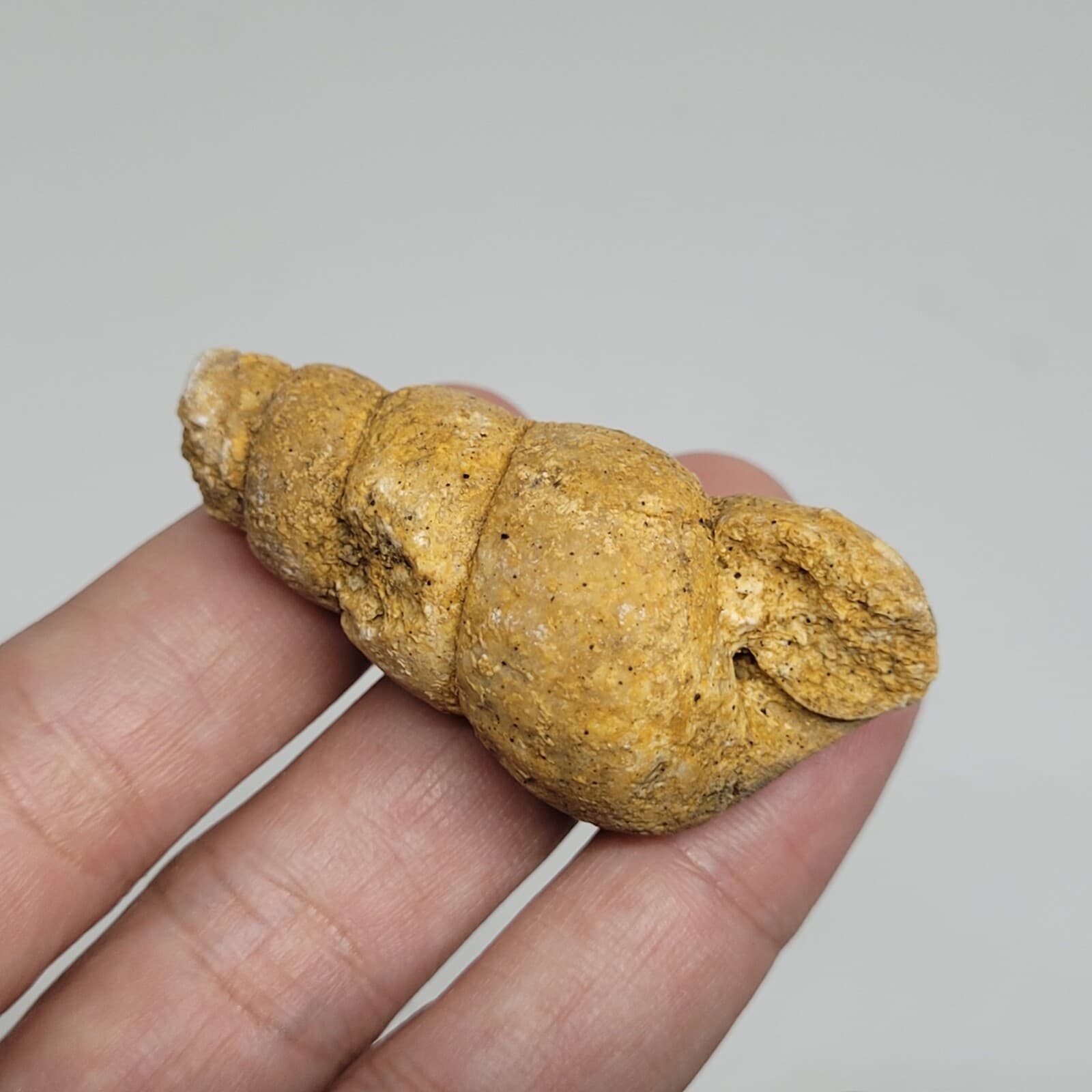 27 gr Indonesia NATURAL Rough Gastropod SeaShell Mollusca Fossil Specimen 12-124 2