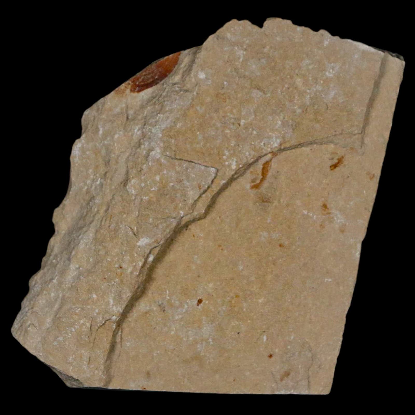 1.4" Fossil Shrimp Carpopenaeus Cretaceous Age 100 Mil Yrs Old Lebanon COA 6