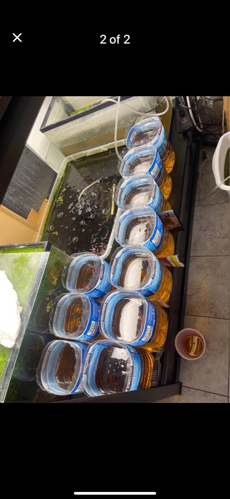 Almond Leaves For Tropical Fish 2