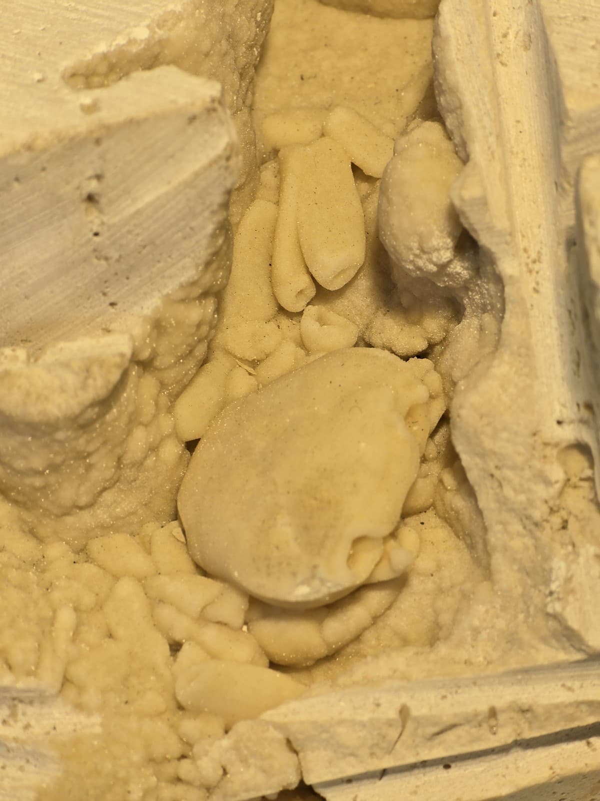 Travertine crab fossil 3