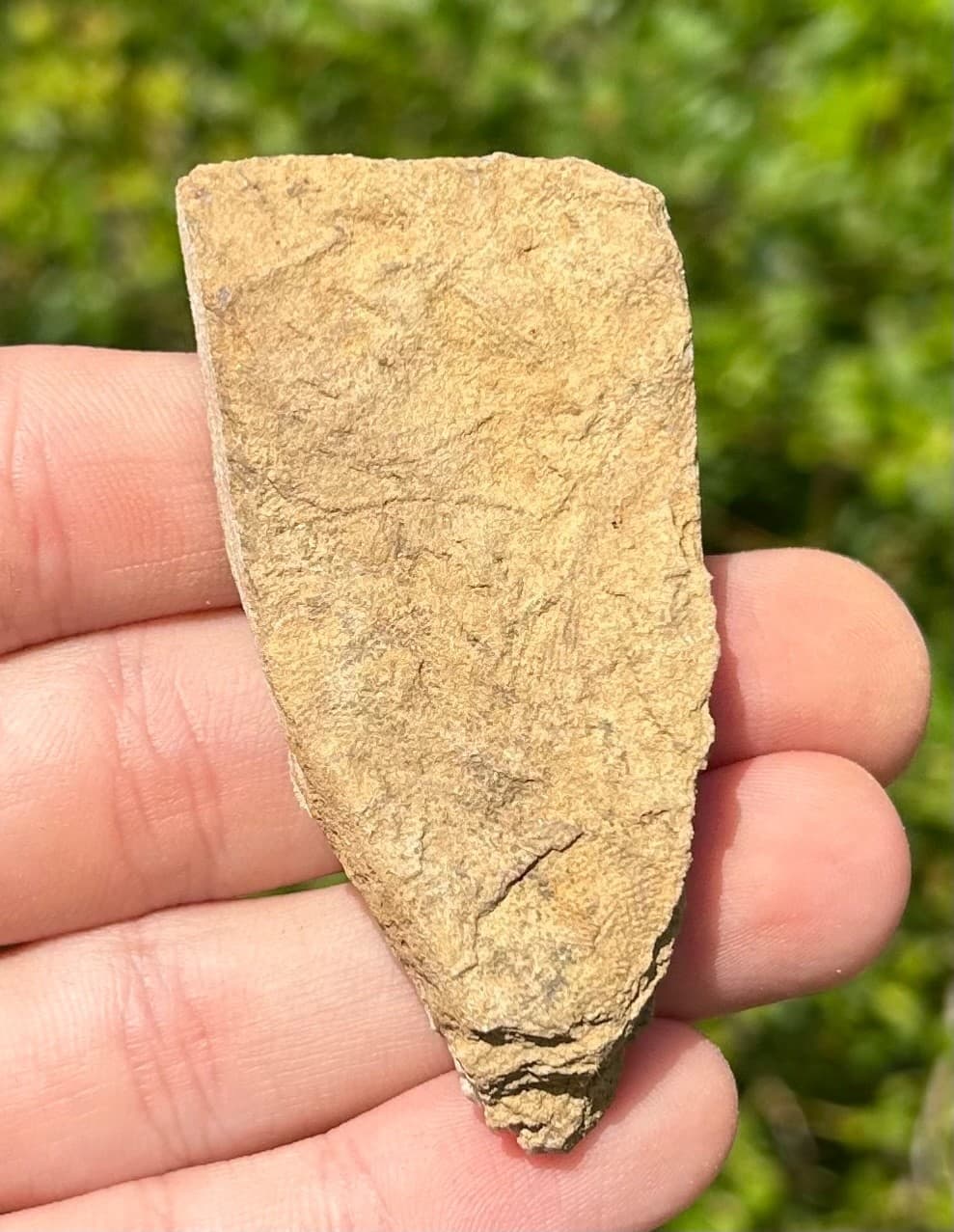 NICE Fossil Crinoid in Matrix Aphelecrinus Alabama Bangor Limestone Formation 5