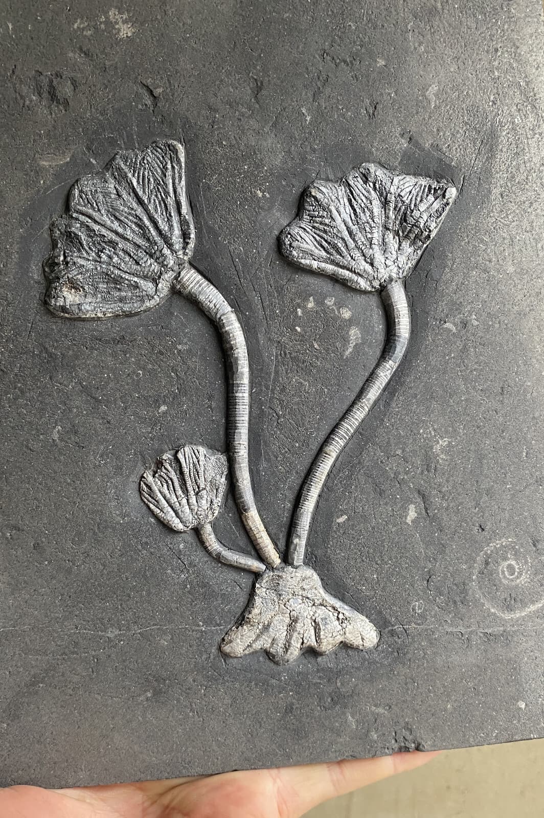 Natural Devonian prehistoric Jurassic biota crinoids Fossils 5