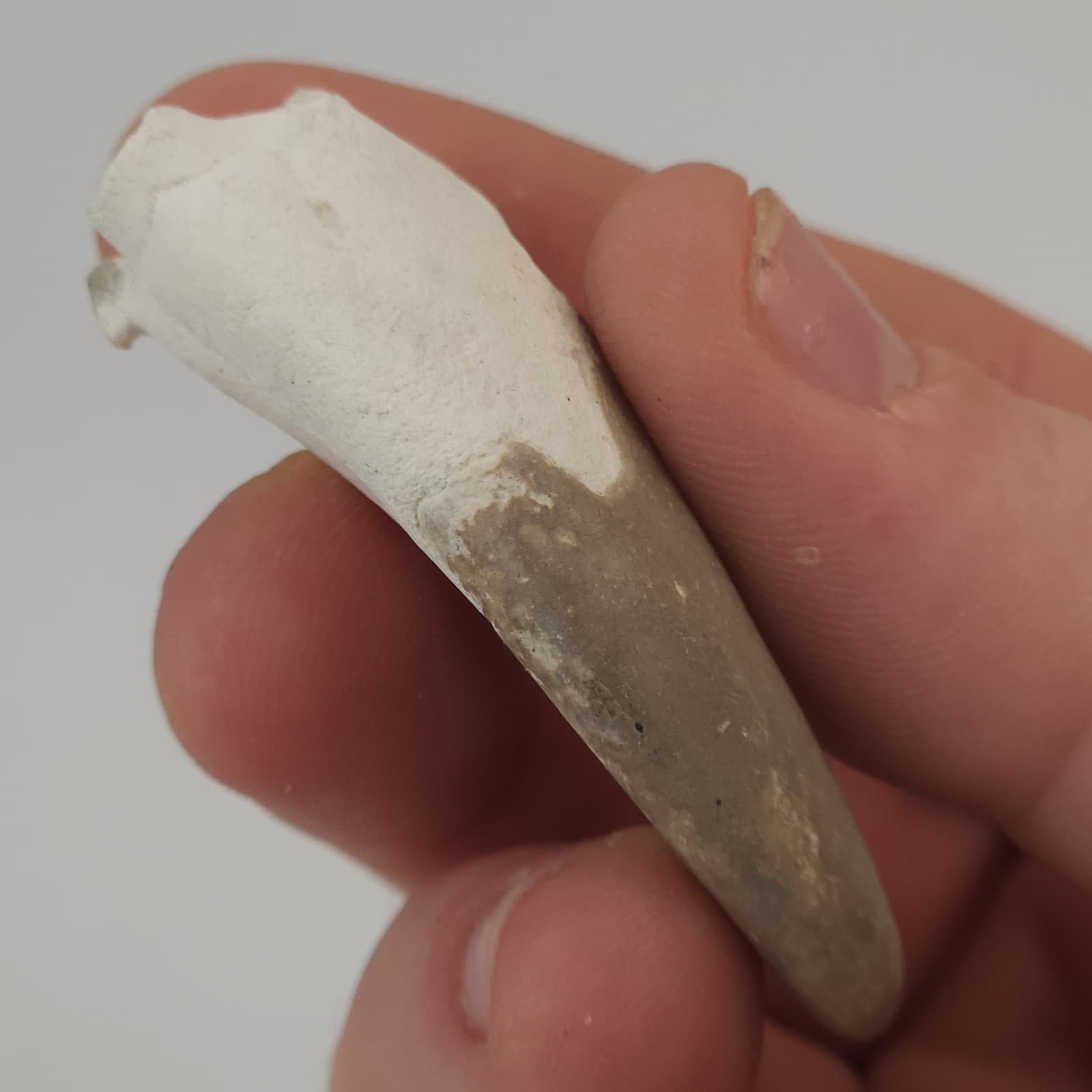 Crab Claw Fossil - Florida  2