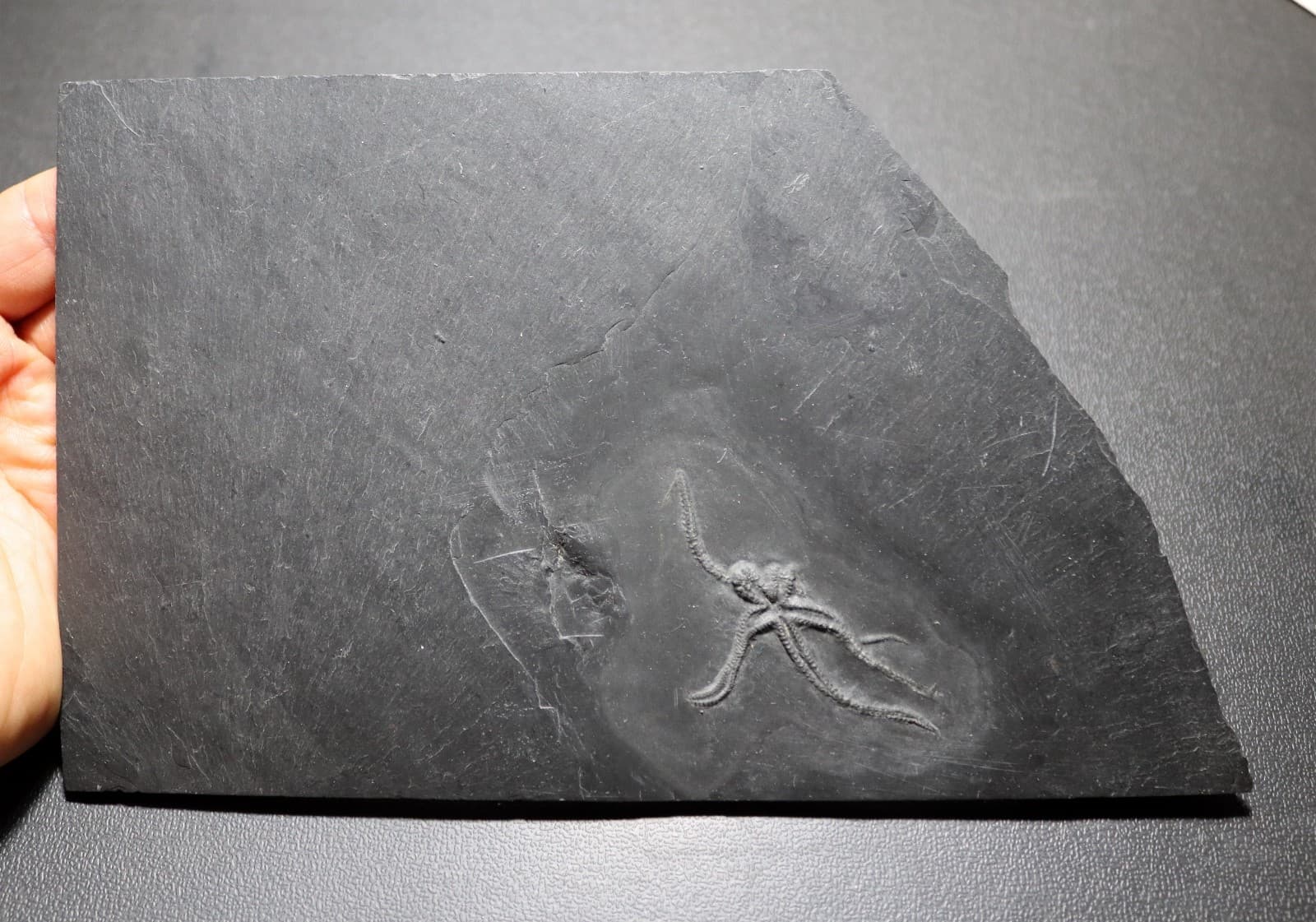 Killer Urasterella asperulu Devonian Starfish from Bundenbach. Germany 5