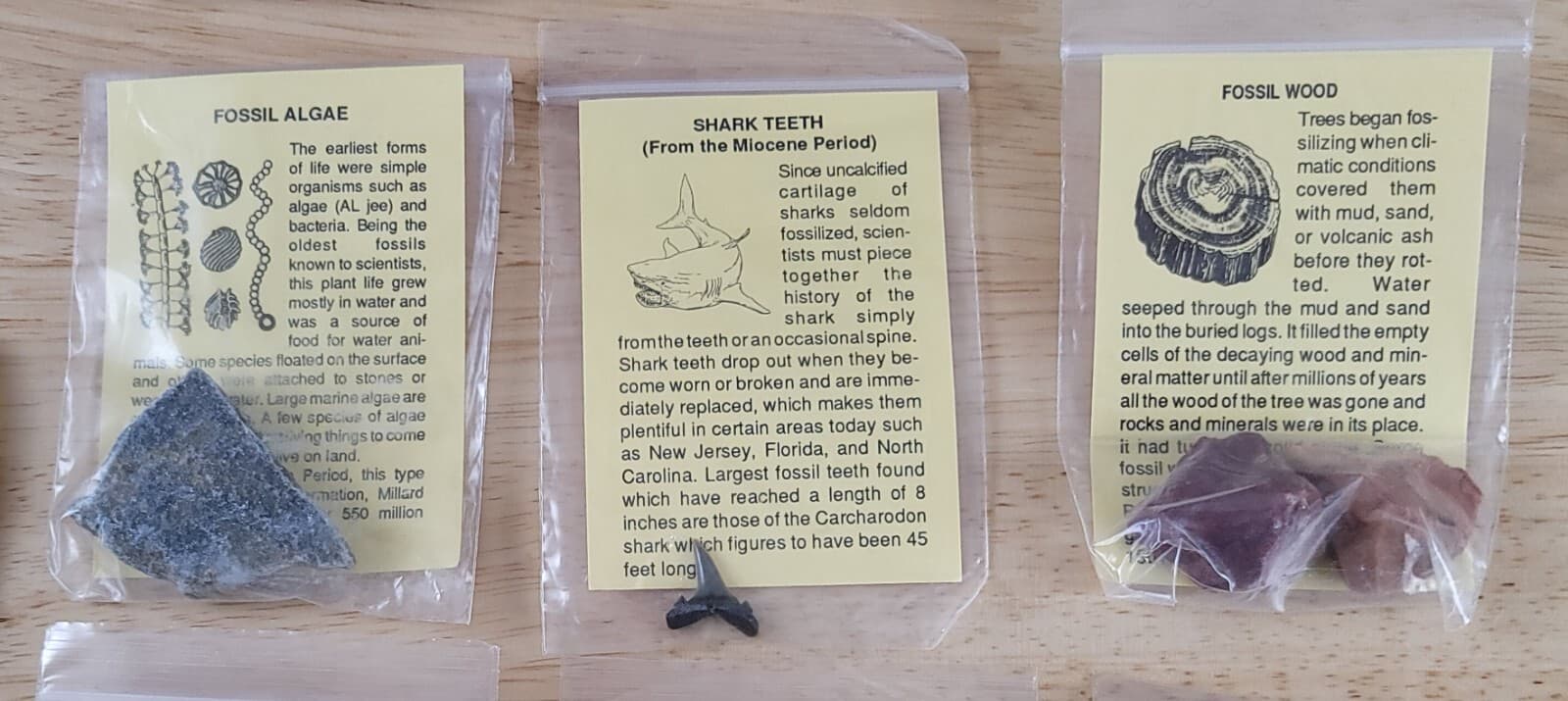 FOSSIL COLLECTION w/ASSOCIATED DESCRIPTIONS 12 Piece Set Trilobite-Dinosaur Bone 5