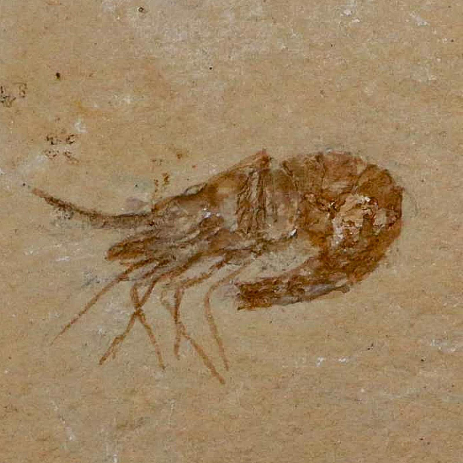 1.5" Fossil Shrimp Carpopenaeus Cretaceous Age 100 Mil Yrs Old Lebanon COA