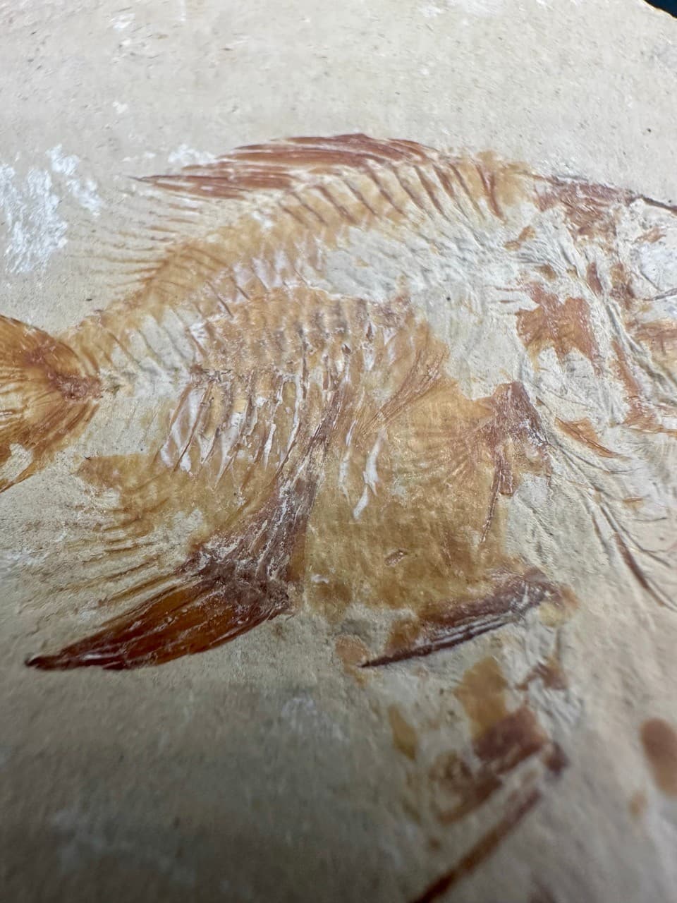 Stichopteryx lewisi fossil fish (A+B) - Late Cretaceous Lebanon - Haquel Sannine 3