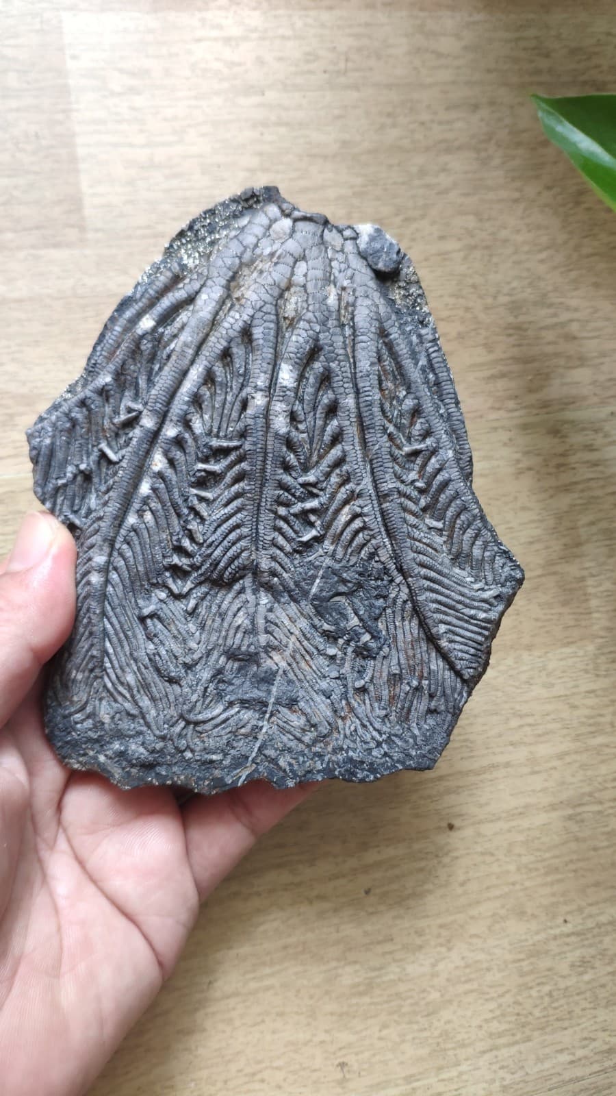 240g Triassic Natural crinoid specimen Geologic rock 6