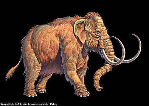  Woolly Mammoth Hair Display Frame - NEW STYLE FRAME 2