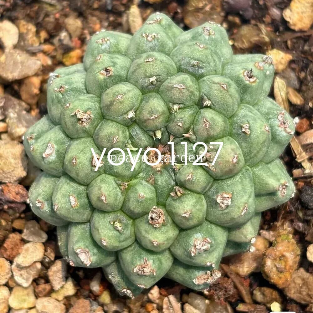 Euphorbia Obesa Hook Astrophytum RareSucculent Plant Garden 3CM 3