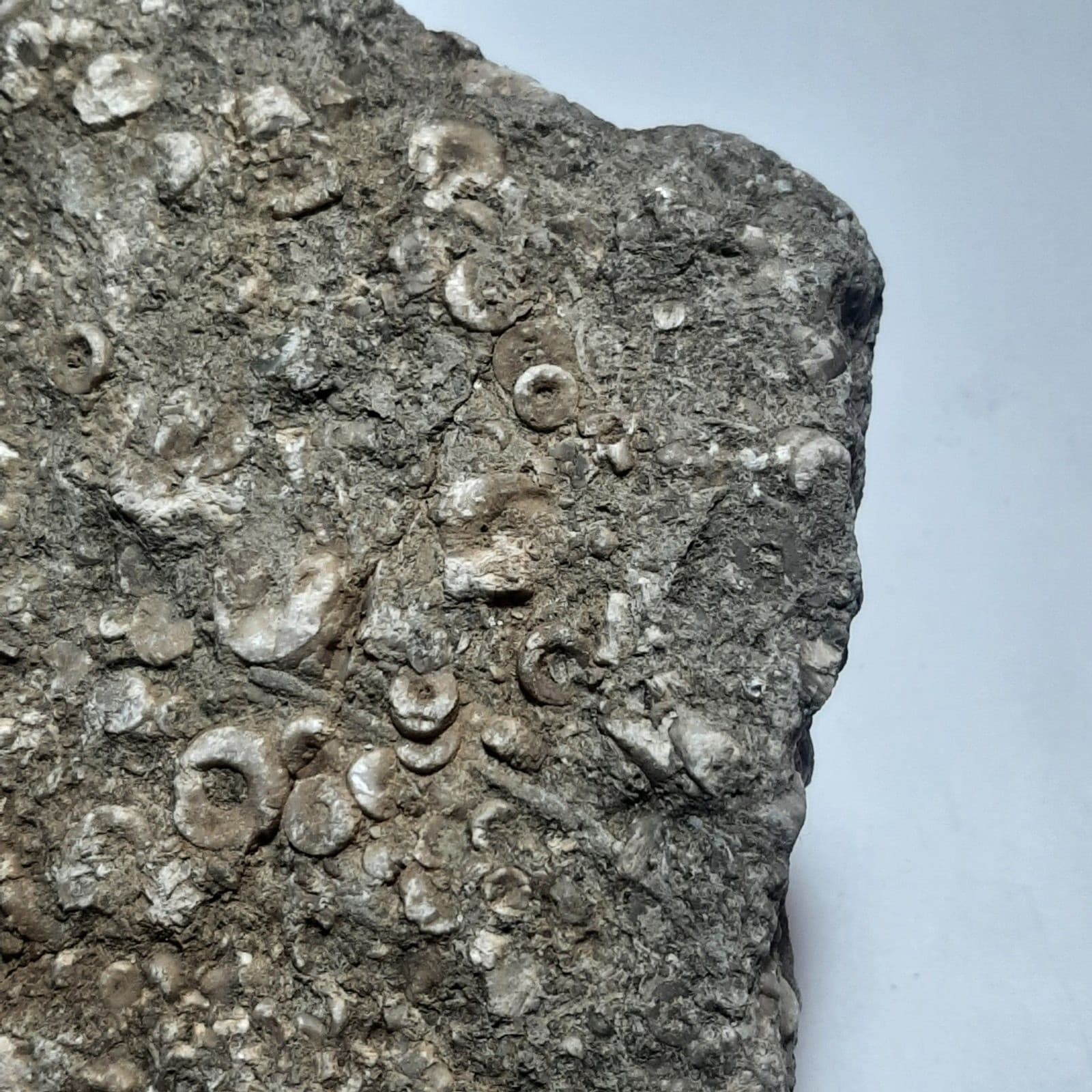 Crinoid Fossils In Matrix 2