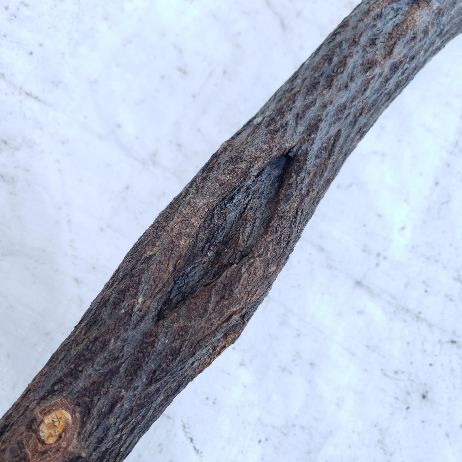 49" Diamond Willow Carving Wood Blank Walking Stick Trekking Staff 5