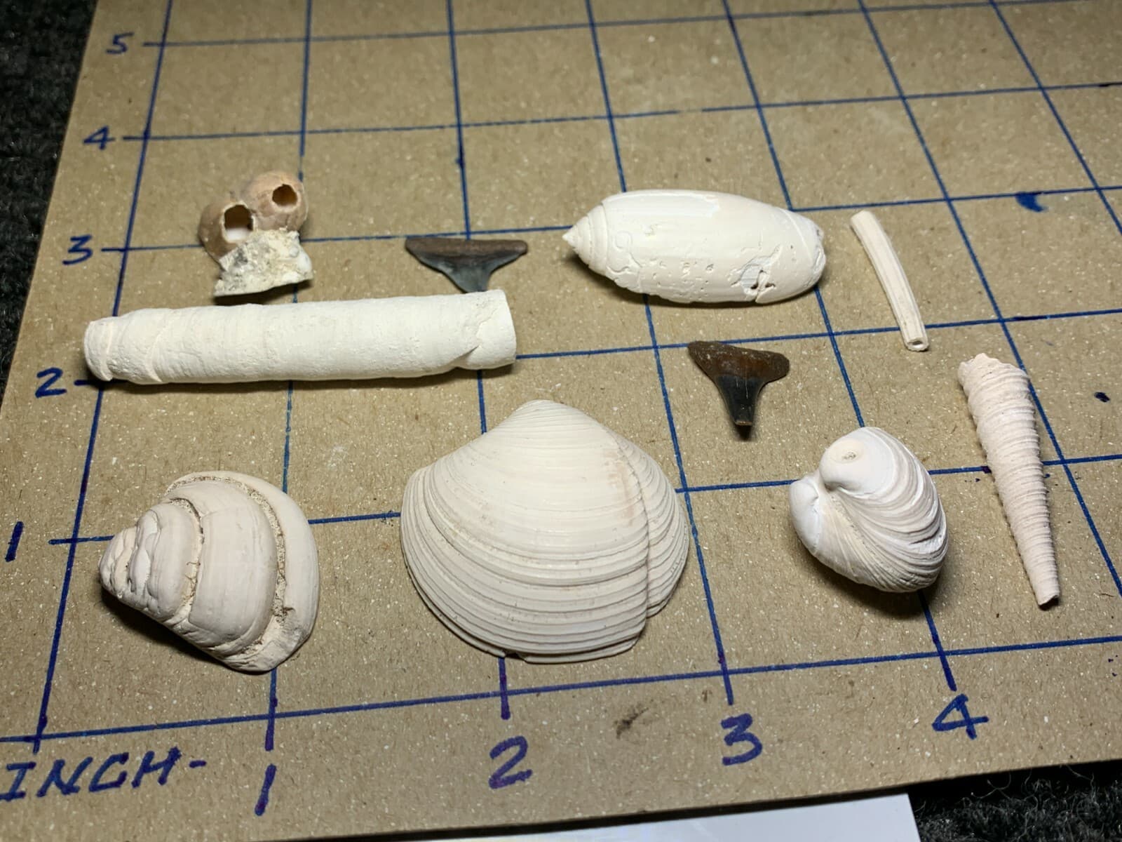 ☆Fossil Specimen 10 Pack - Berkeley Quarry S.C. - Barnacle-Dentalium-Teeth ☆301 2