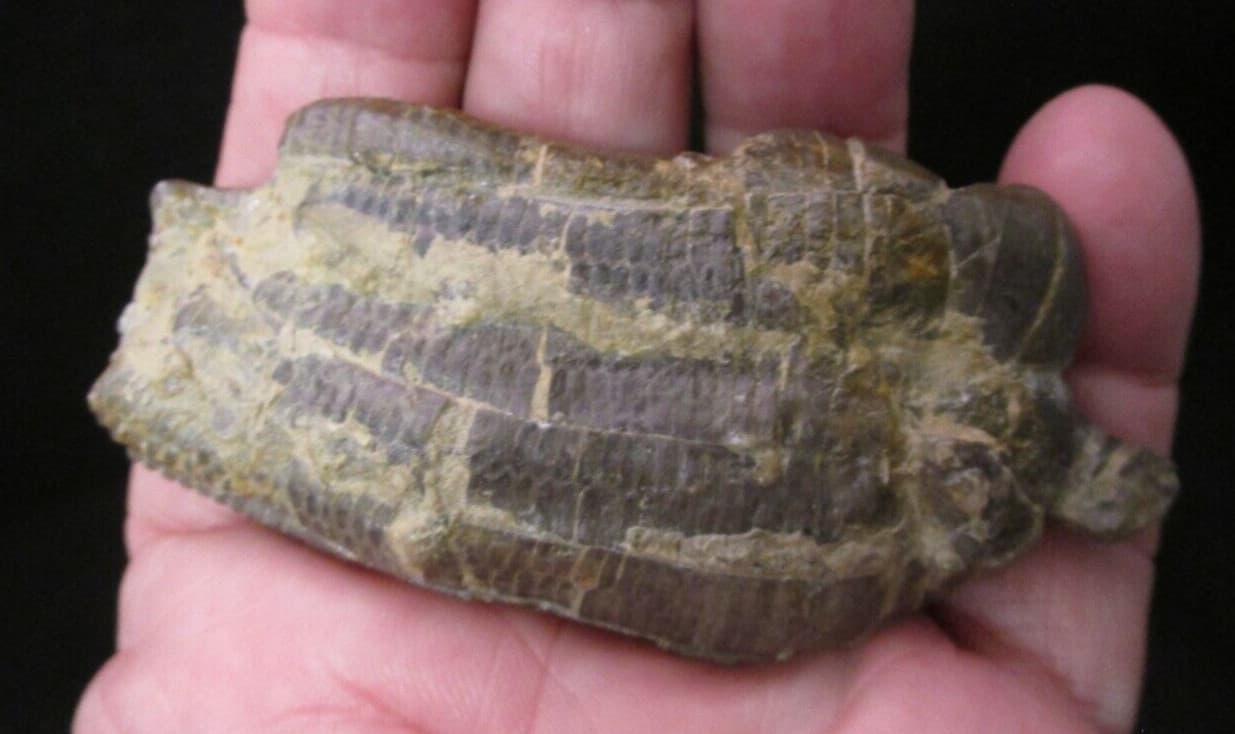 Beautiful Triassic Fossil Crinoid Crown Encrinus liliiformis from Germany 3