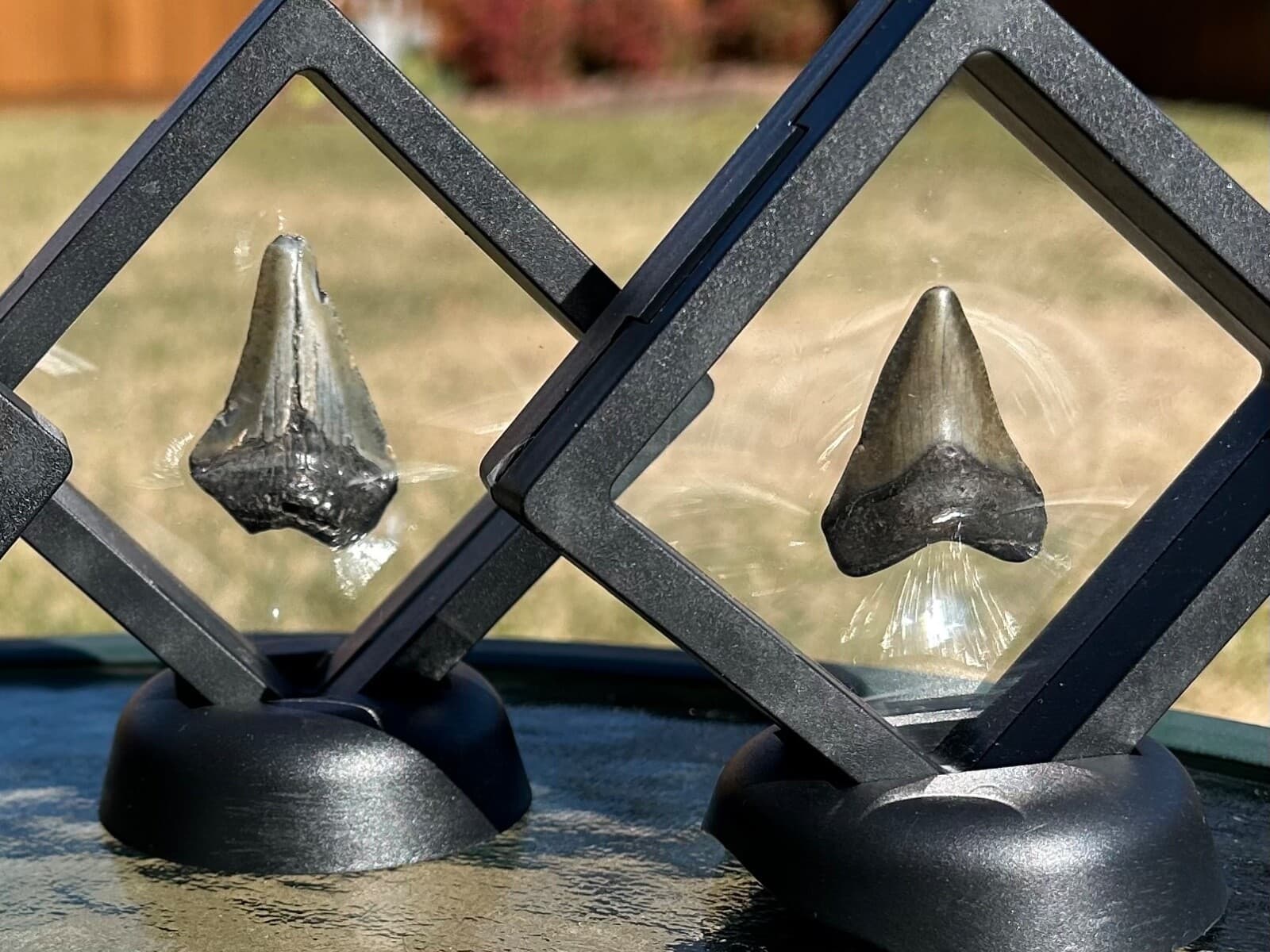 ONE Megalodon Shark Tooth Fossil in Floating Display Case South Carolina 2