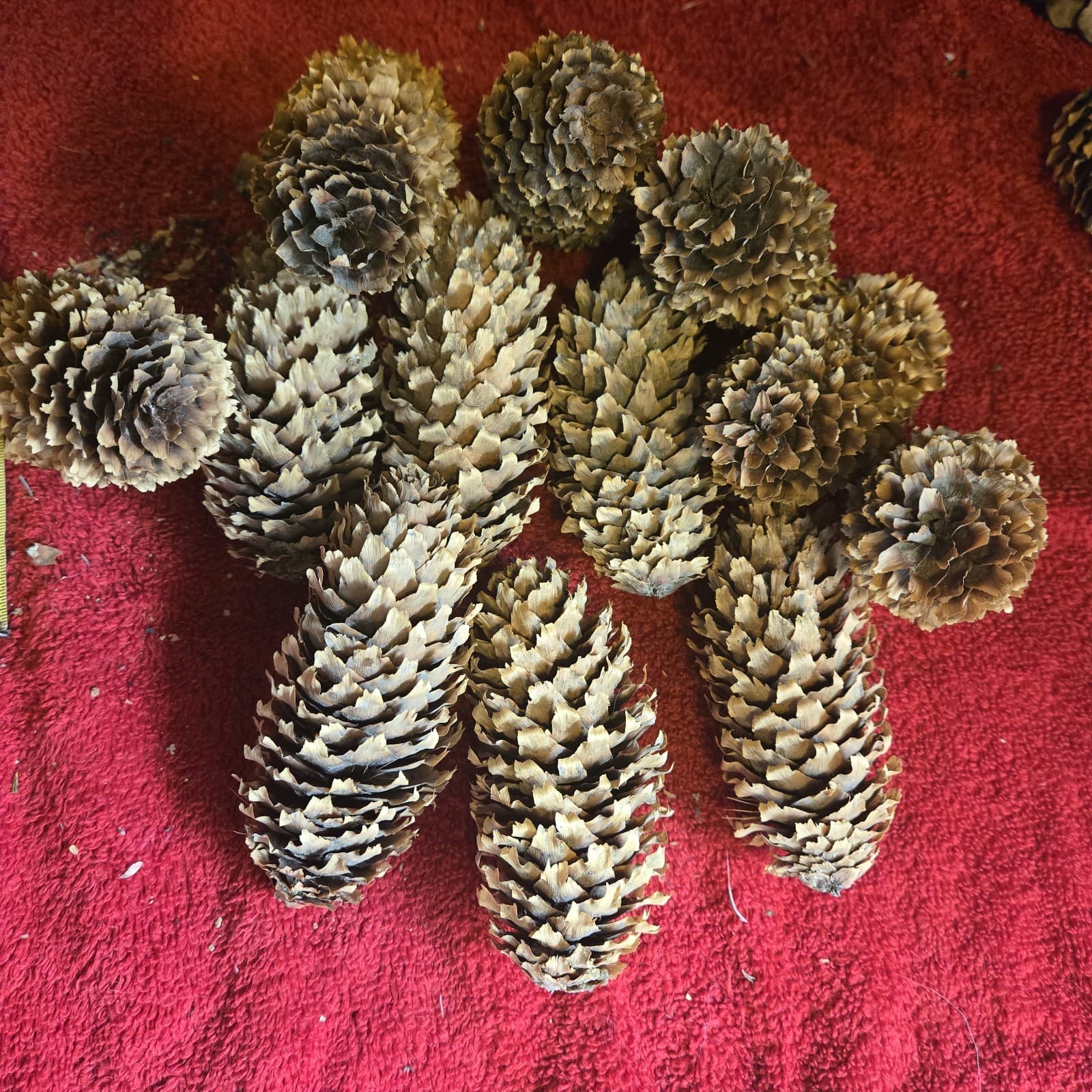 12 Larger Blue Spruce Cones  4-5 Inches 6 Ounces Clean For Crafting Idaho. 5