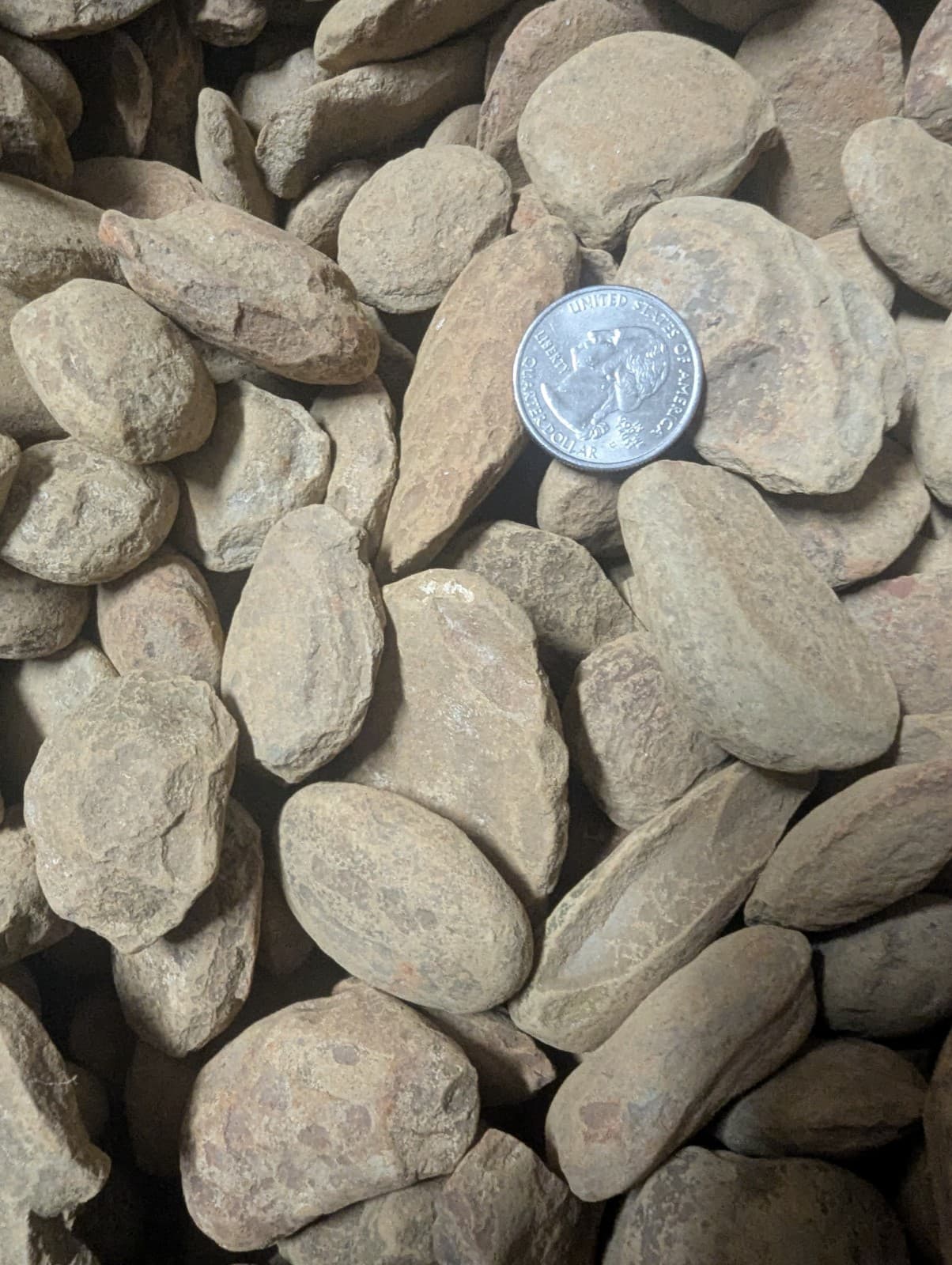 1 Mason creek fossil concretion per lot. Plant fern animal fish spider shrimp