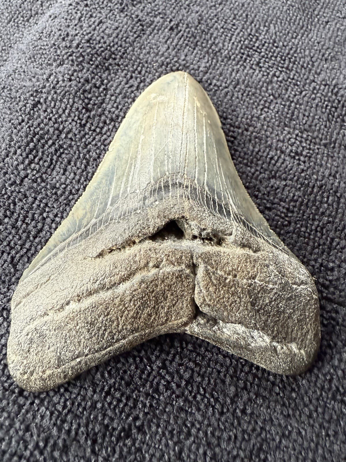 Fossilized Megalodon Shark  Tooth, 4.36” 5
