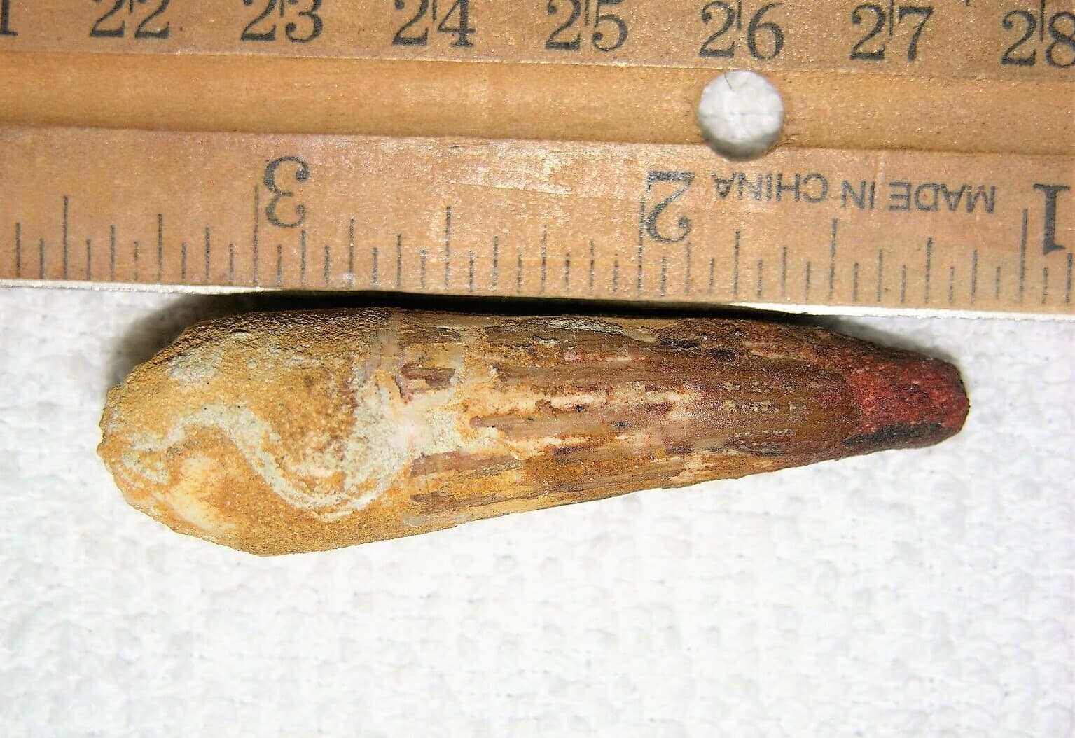 2 INCH LONG SPINOSAURUS TOOTH DINOSAUR REAL FOSSIL SPINOSAUR JURASSIC WORLD NICE 2