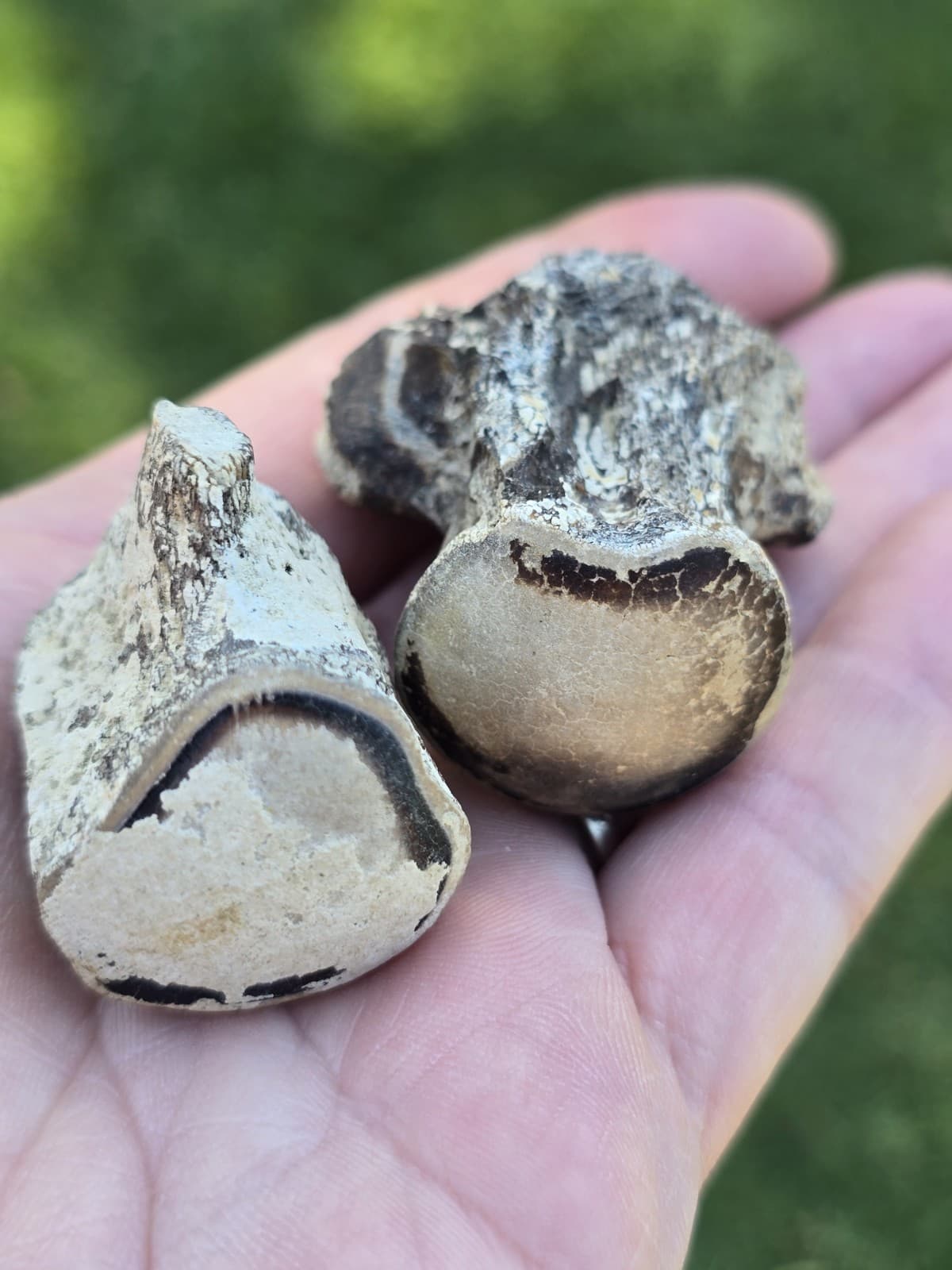 Associated Mosasaur Thoracic Pygal Vertebrae TX Fossil Mosasaurus  2