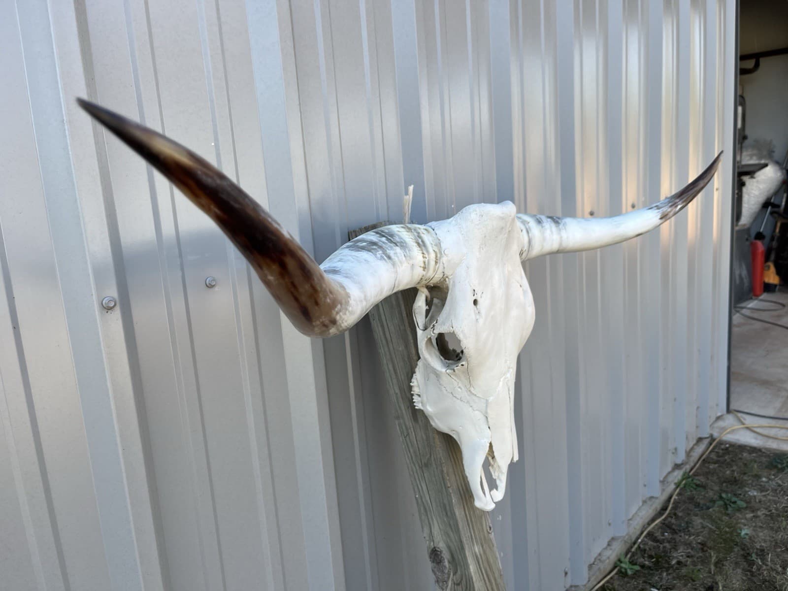 LONGHORN STEER SKULL 4 FEET 5 1/2” Inch WIDE POLISHED BULL HORN MOUNTED COW HEAD 3