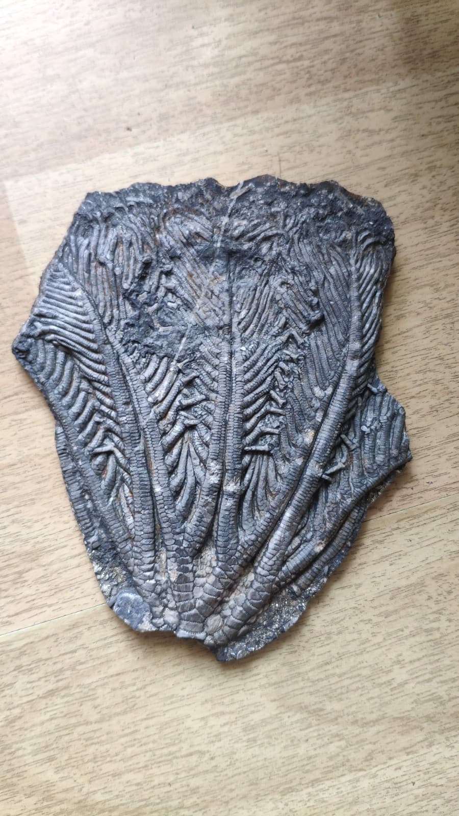 240g Triassic Natural crinoid specimen Geologic rock 4