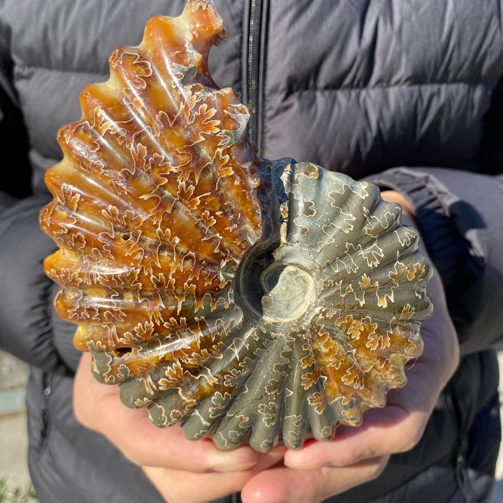 500g Natural Beautiful Ammonite Fossil Conch Crystal Specimen Healing 6