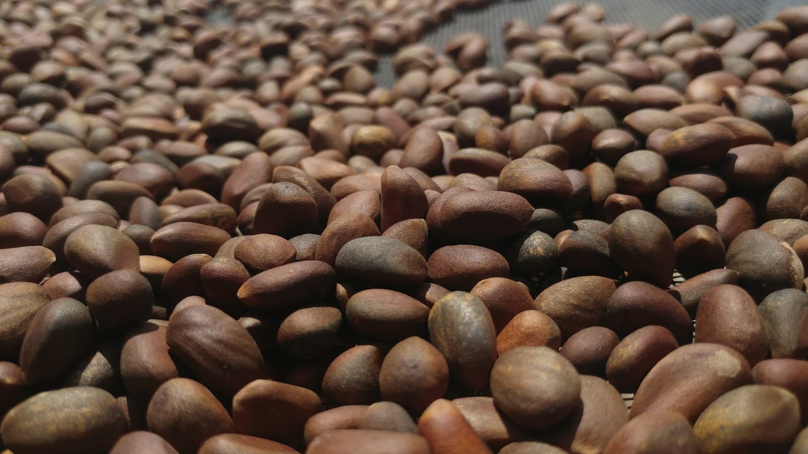 New Mexico Piñon Pine Nuts, 1lb Raw Pinon | Navajo Nation, Zuni Mountains 4