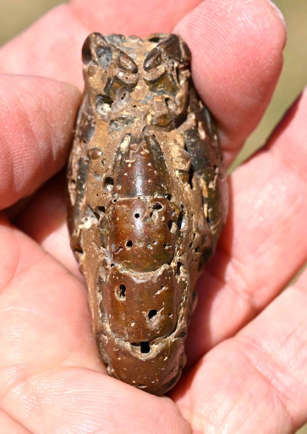 Thalassina anomala, Fossil Lobster, Gunn Point, Australia #2 5