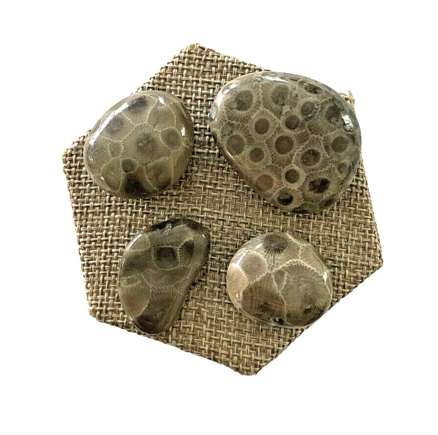 ***GREAT PRICE*** A SET OF 4 PETOSKEY STONES - BELOW RETAIL PLUS FREE SHIPPING! 2