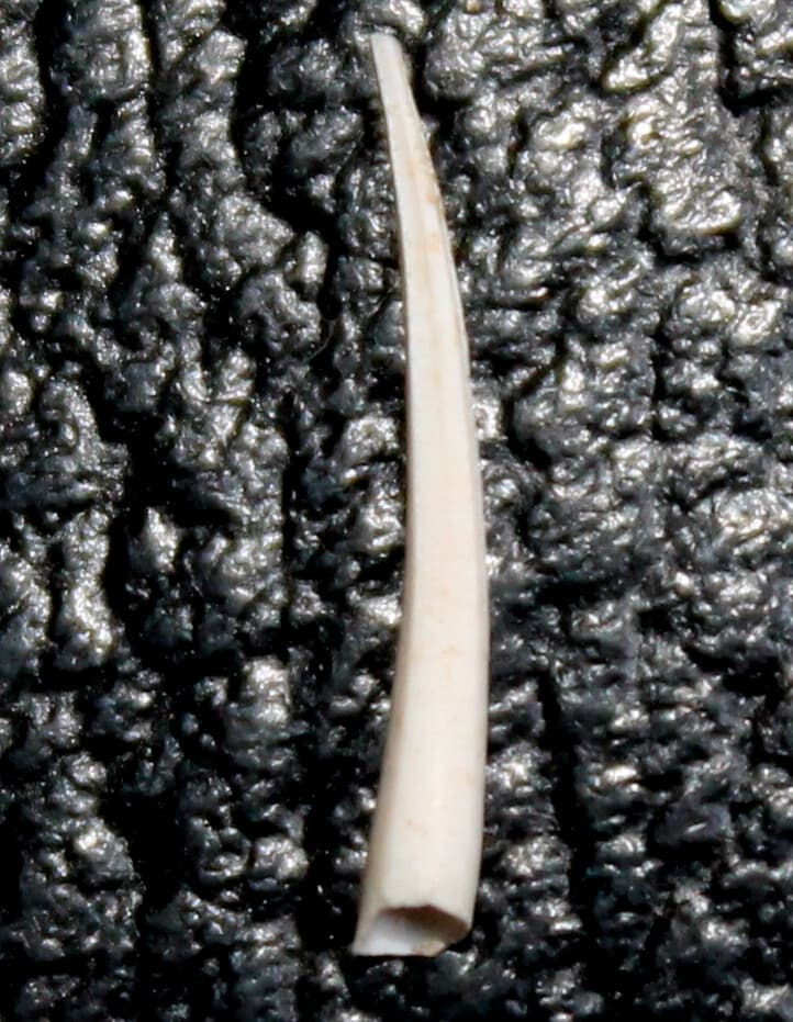 Entalina tetragona - Miocene fossil scaphopod mollusk, fm. Dentaliidae
