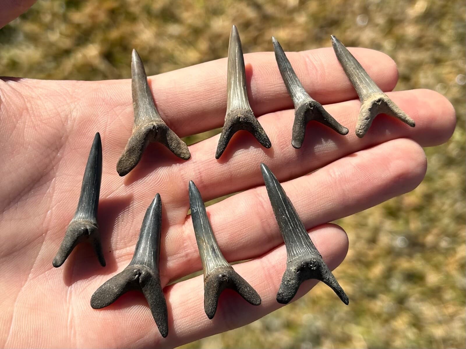 Fossil Goblin Sharks Tooth ONE PER PURCHASE Mississippi Eutaw Formation Teeth 2