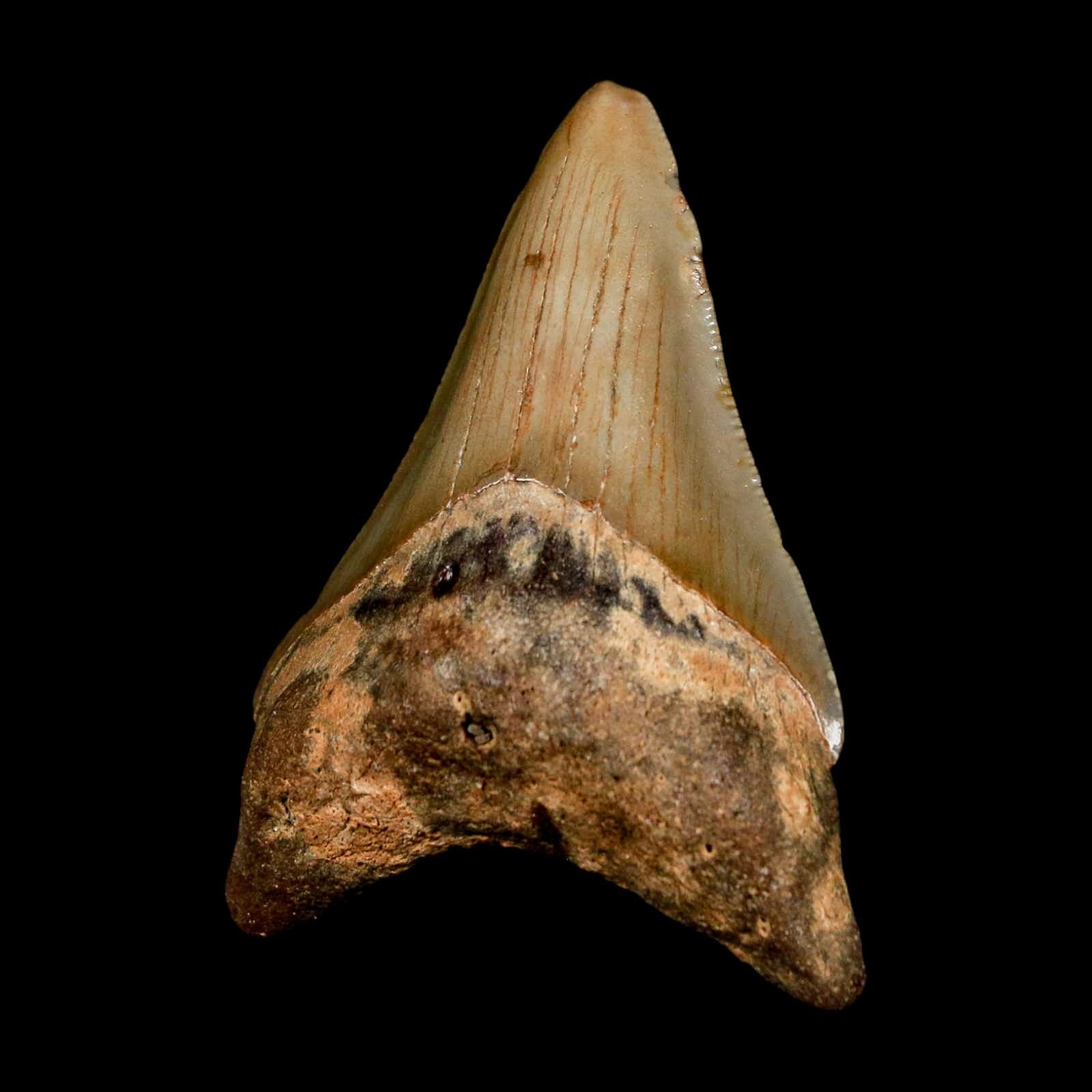 2.8" Quality Megalodon Shark Tooth Serrated Fossil Natural Miocene Age COA 5