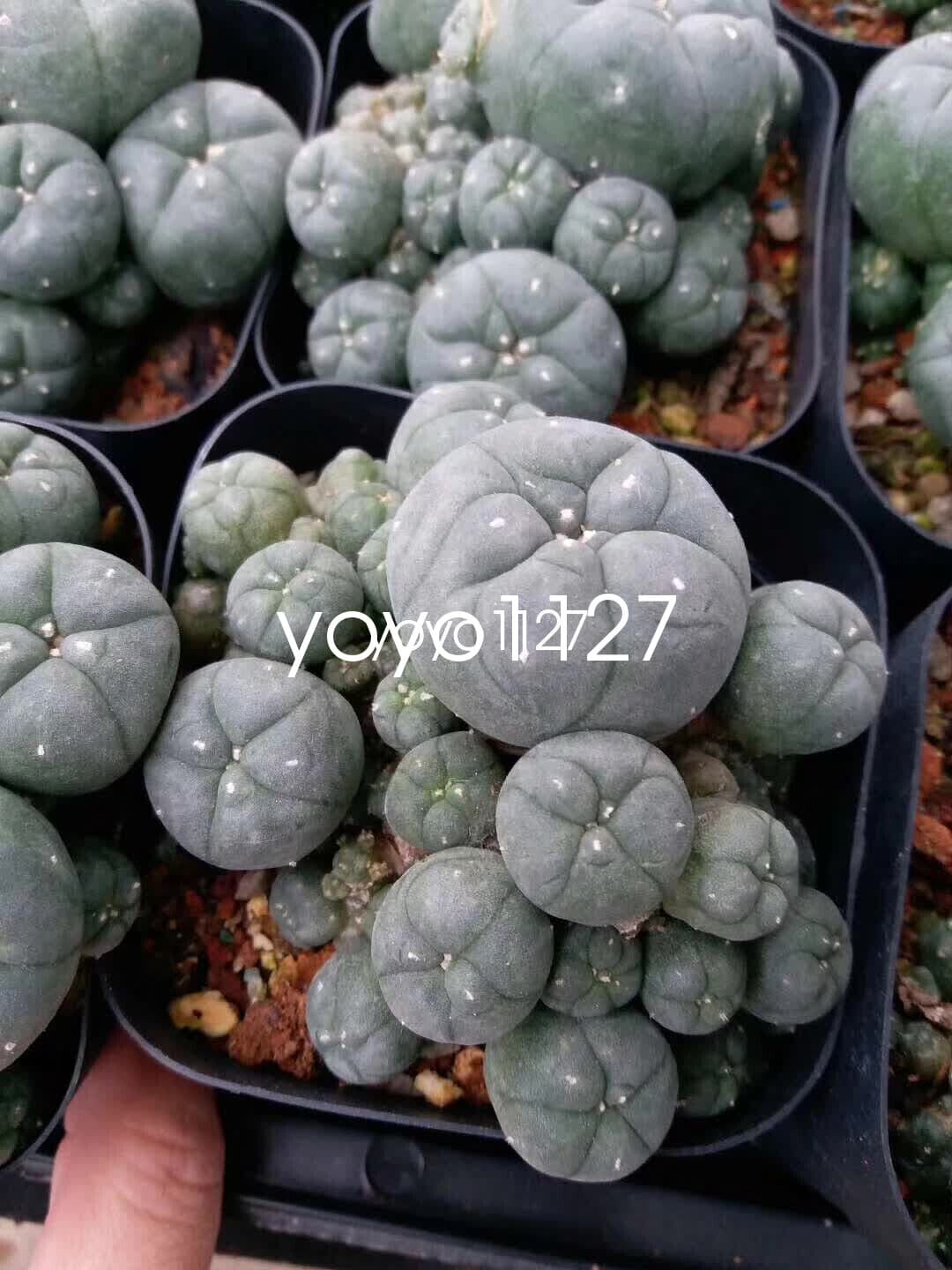 multi head succulent plant community 6-8cm Succulent Cactus LW seedgrowth 3