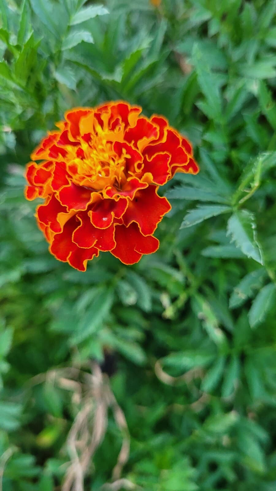 Marigold Seeds (Sparky Mixture) NON GMO Fresh Garden Seeds 75 seeds per pack 2