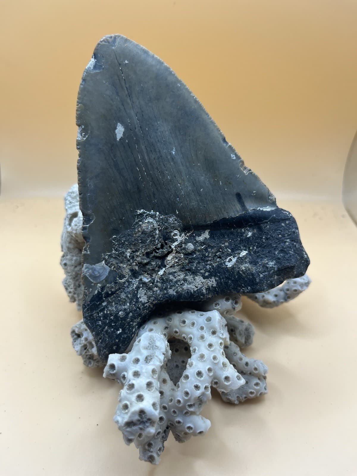 5” Meg Tooth, Diver Found NC From Prehistoric Shark! 4