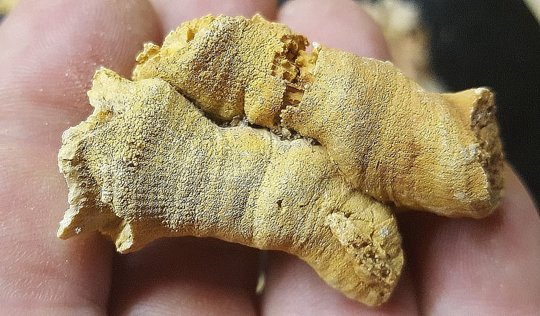 13 Horn Coral Fossils Cheatam Co TN Specimens 5