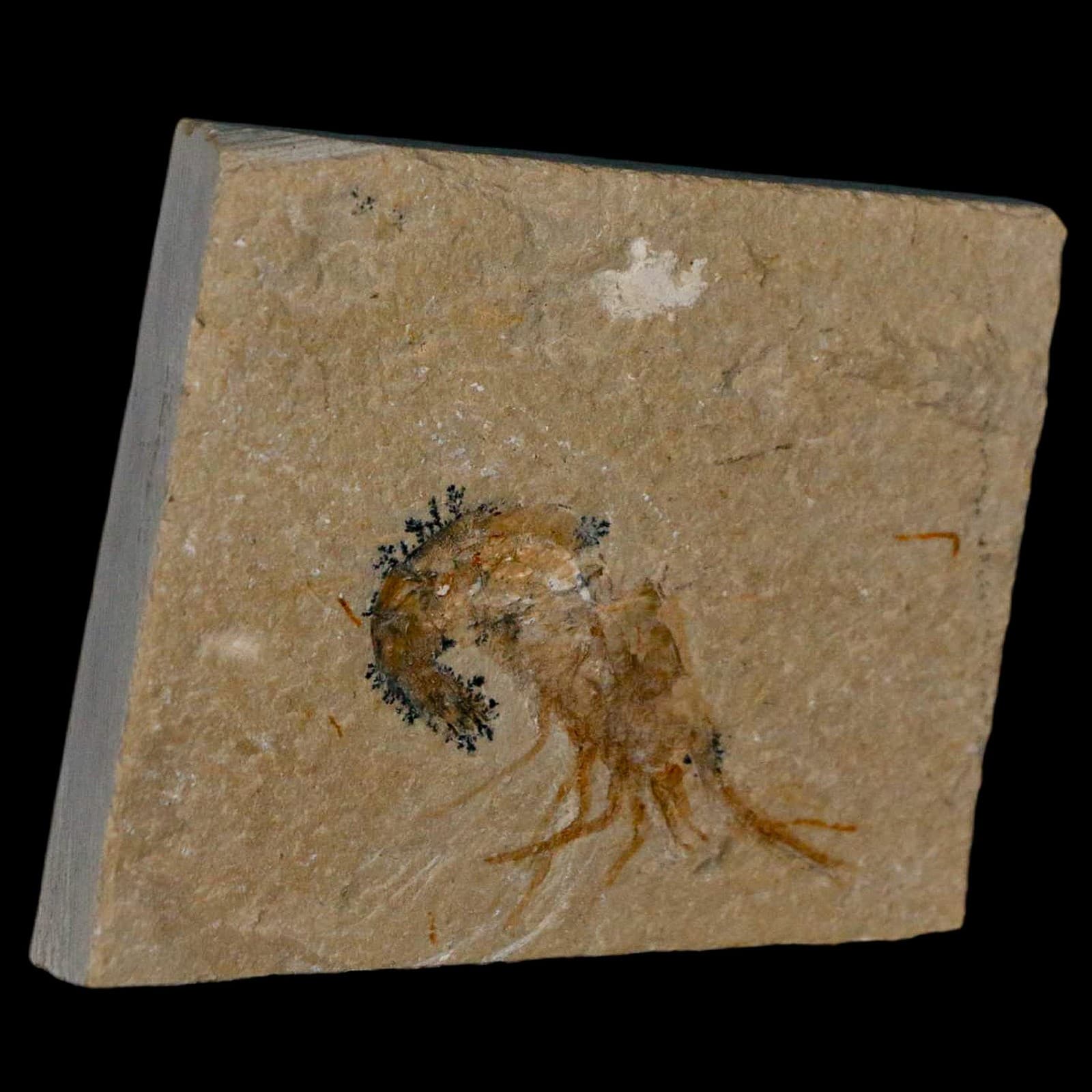 1.6" Fossil Shrimp Carpopenaeus Cretaceous Age 100 Mil Yrs Old Lebanon COA 4