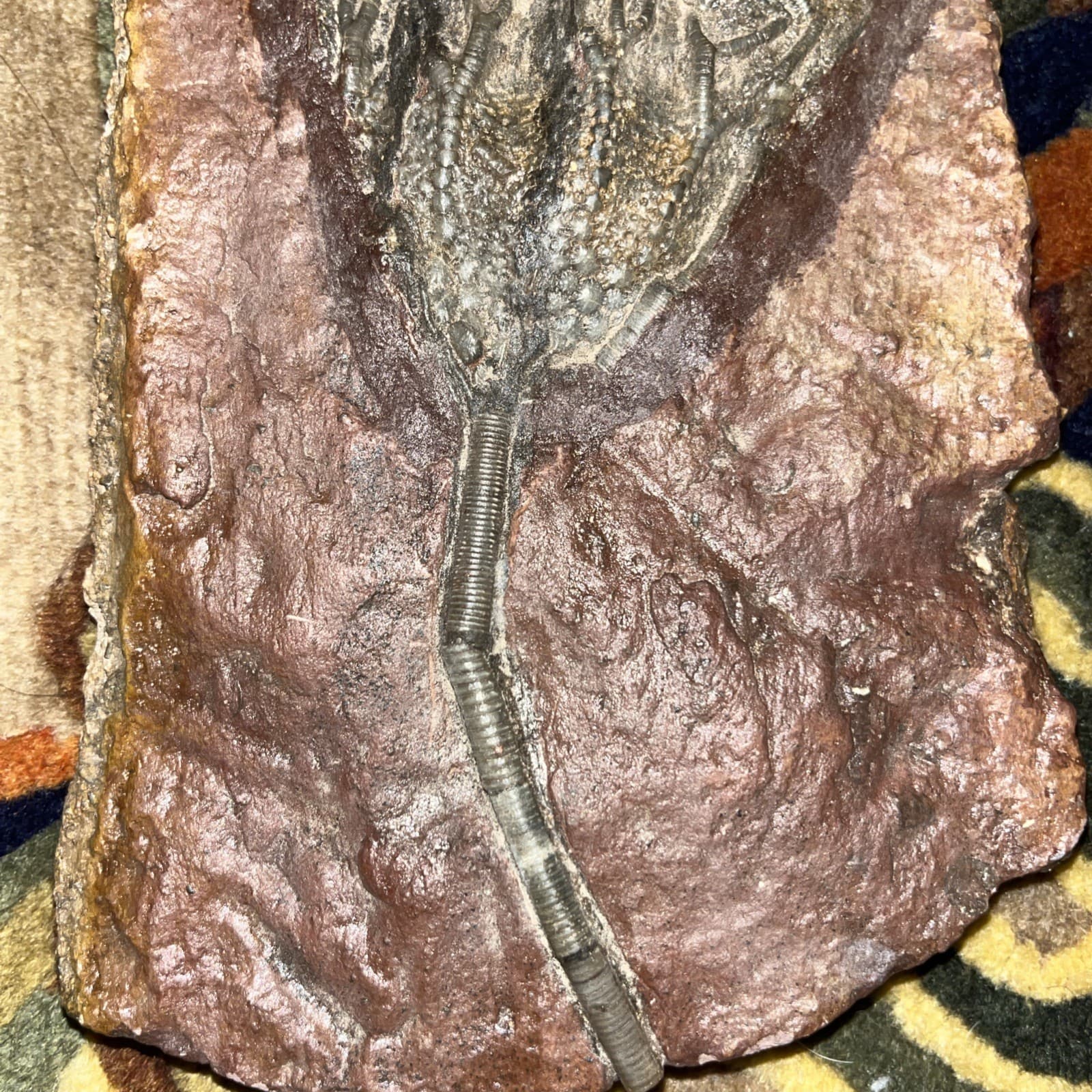 Unique and authentic paleontological fossil, sea lily fossil A22 4