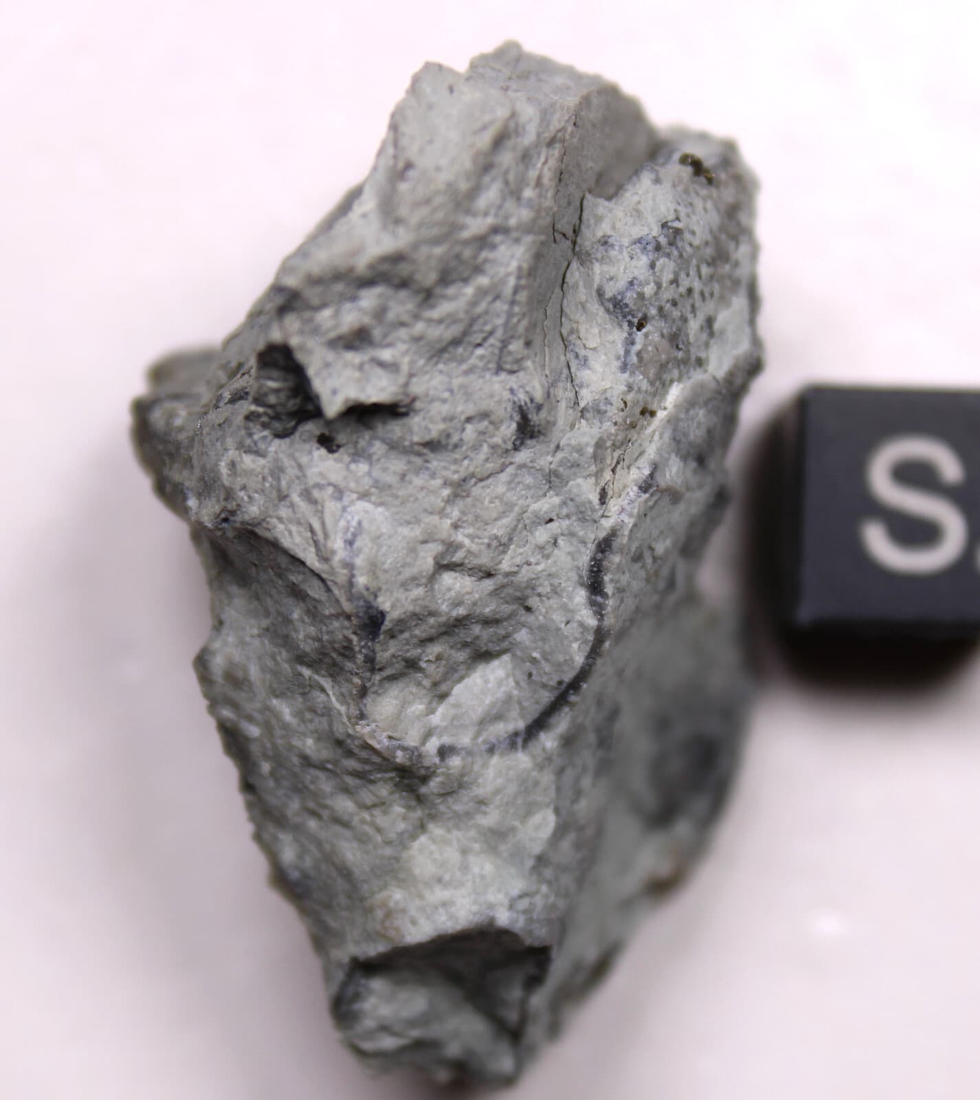 Eucalyptocrinites eldrodi Silurian Crinoid Calyx Waldron Shale Indiana Fossil 5