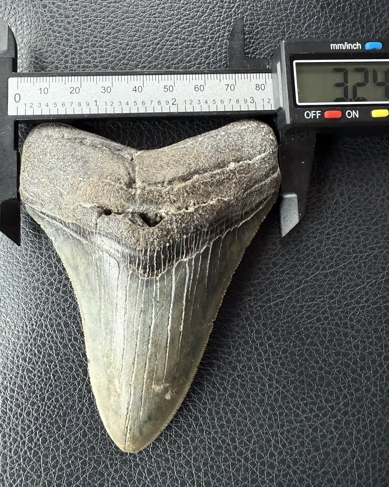 Fossilized Megalodon Shark  Tooth, 4.36” 3