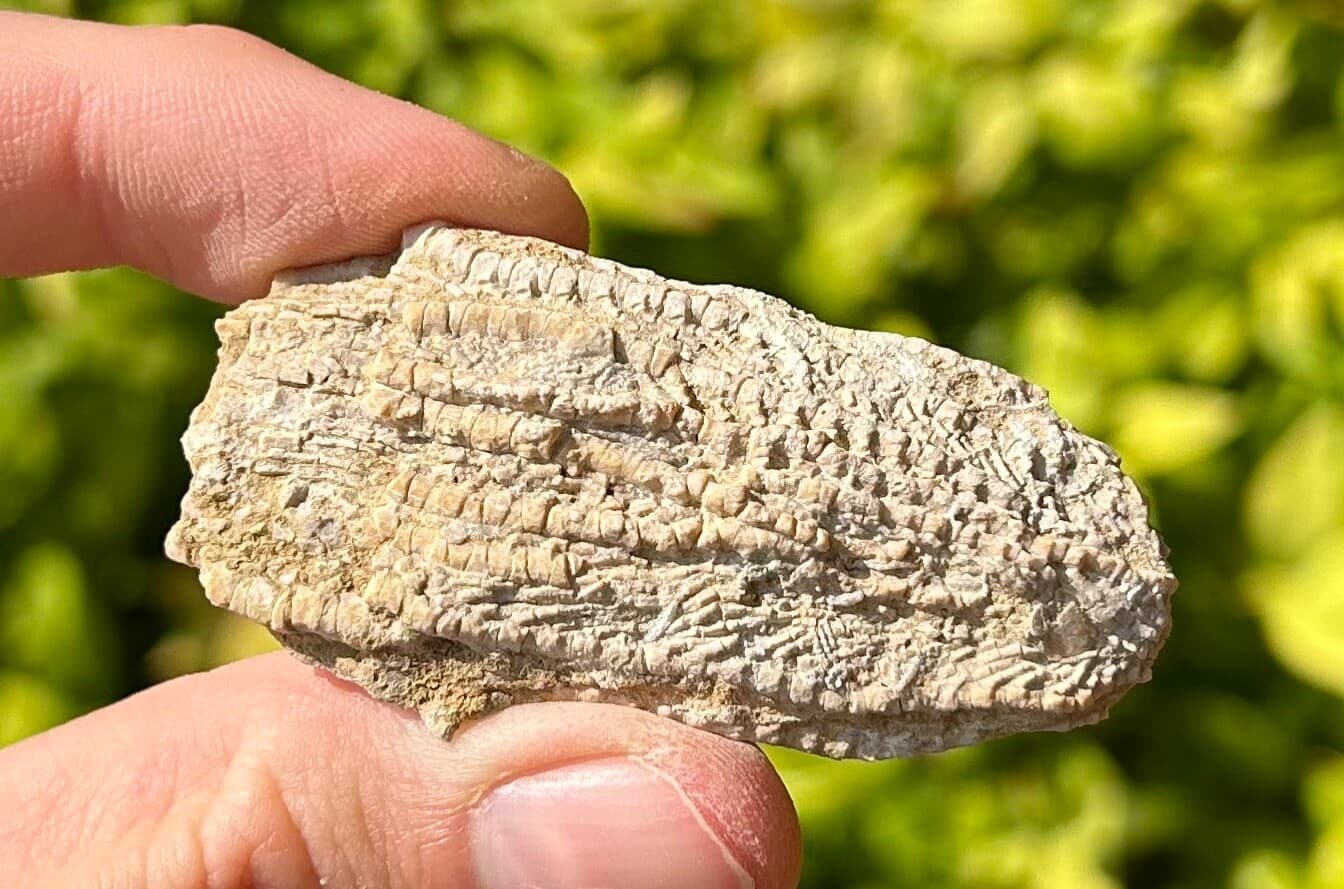 Alabama Fossil Crinoid Aphelecrinus randolphensis Bangor Limestone Formation 5